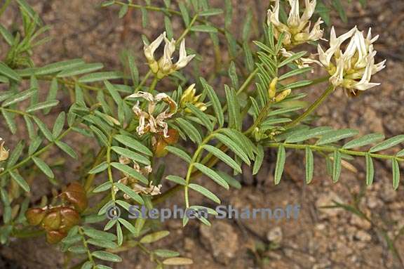 astragalus bolanderi 1 graphic